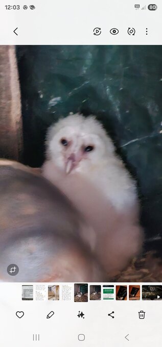 Baby barn owls for sale