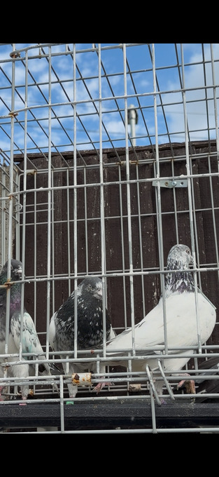 Pakistani HIGHFLYERs Pigeons Males Females 