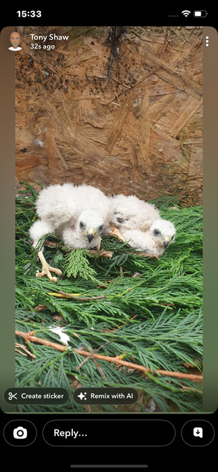 2026 sparrowhawk chicks
