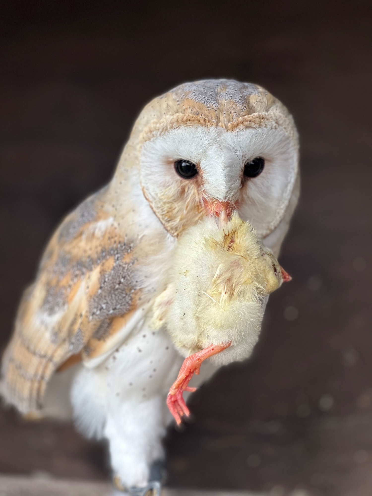 Female Barn Owl 3 Years Old in {LOCATION}