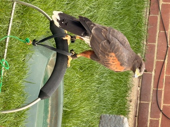 Male harris £400