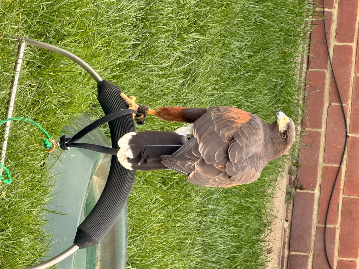 Hawks