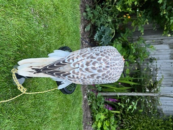 3/4 Gyr Saker falcon 