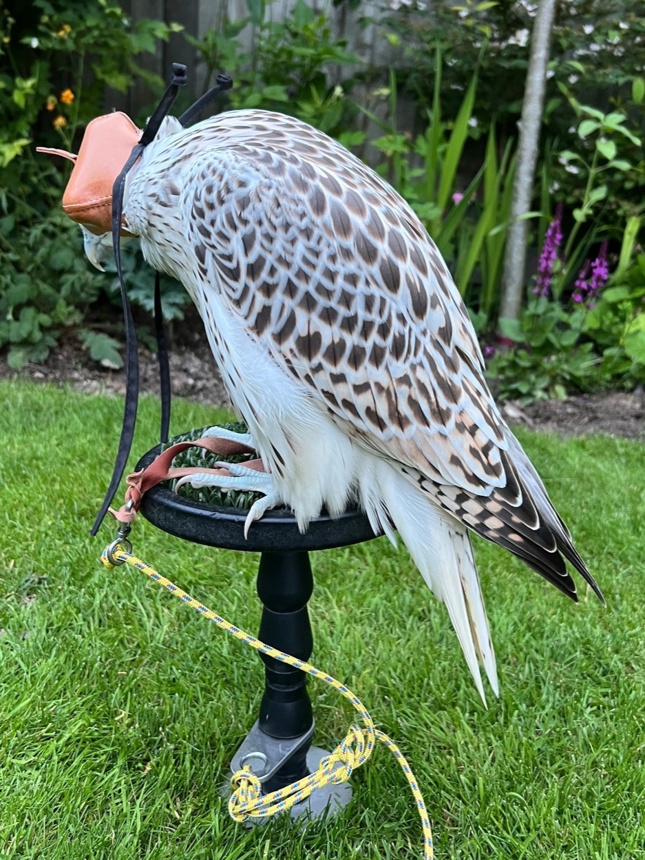 3/4 Gyr Saker falcon  in {LOCATION}