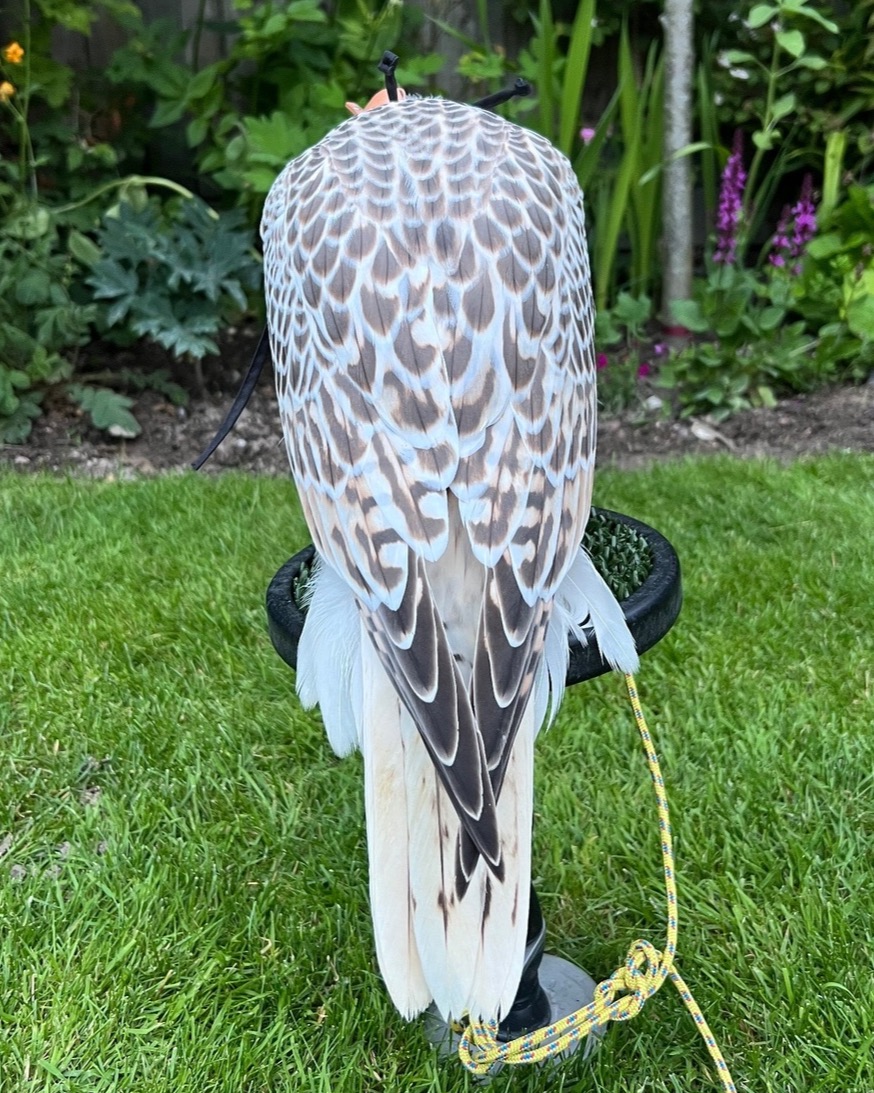 Falcons - {TYPE}