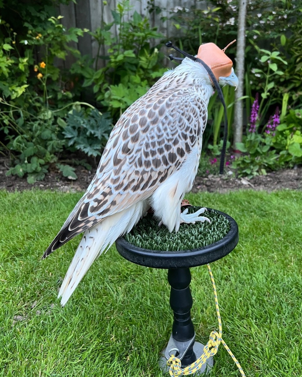 Falcons - 3/4 Gyr Saker falcon 