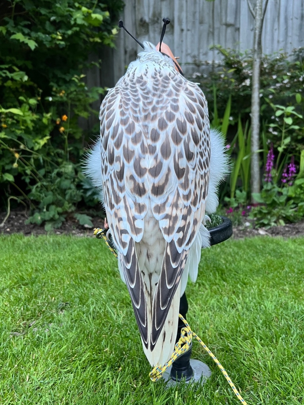 Falcons