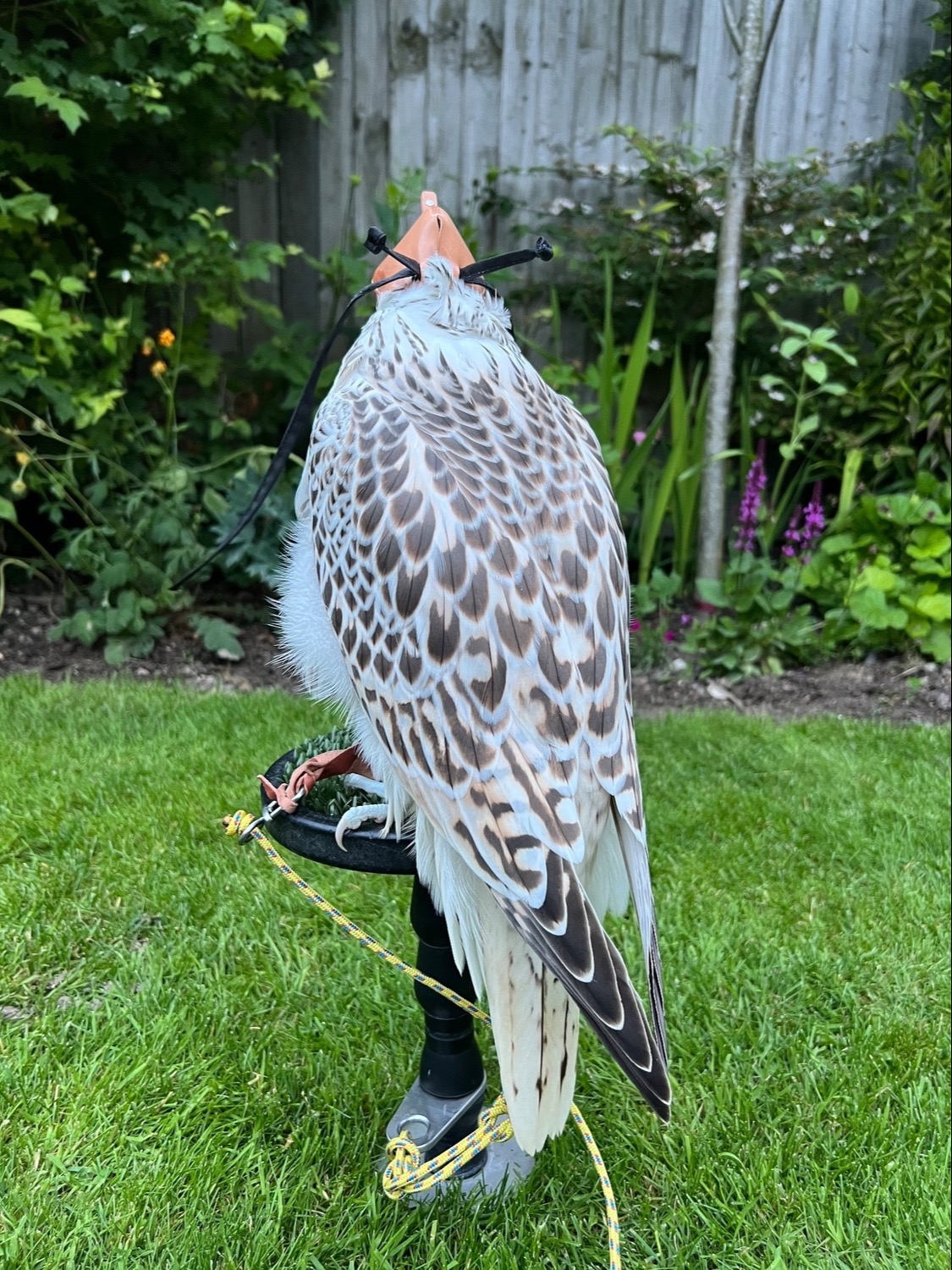 3/4 Gyr Saker falcon  - Falcons