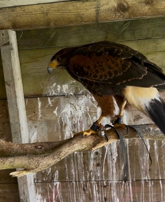 Female Harris hawk 