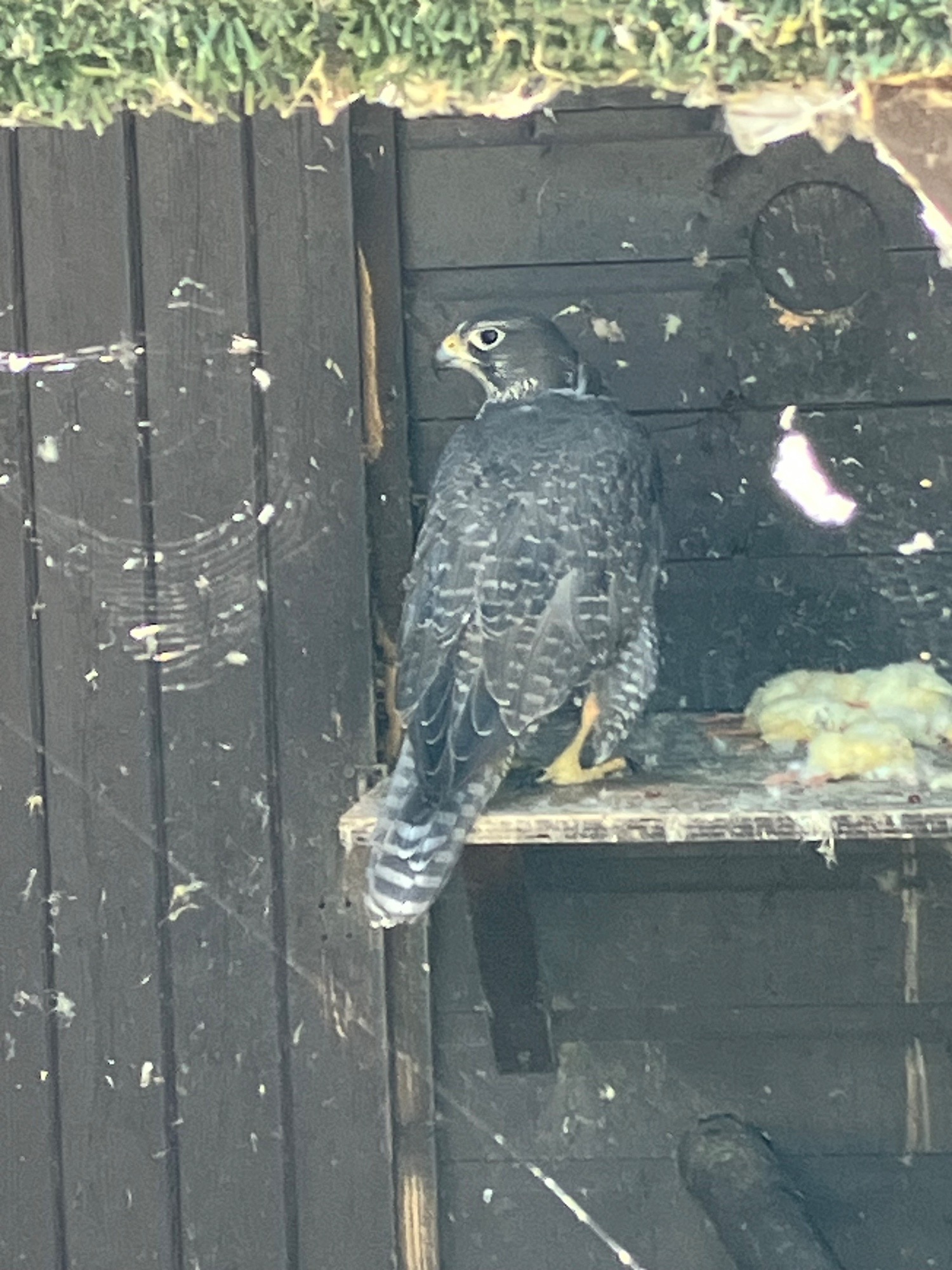 Falcons