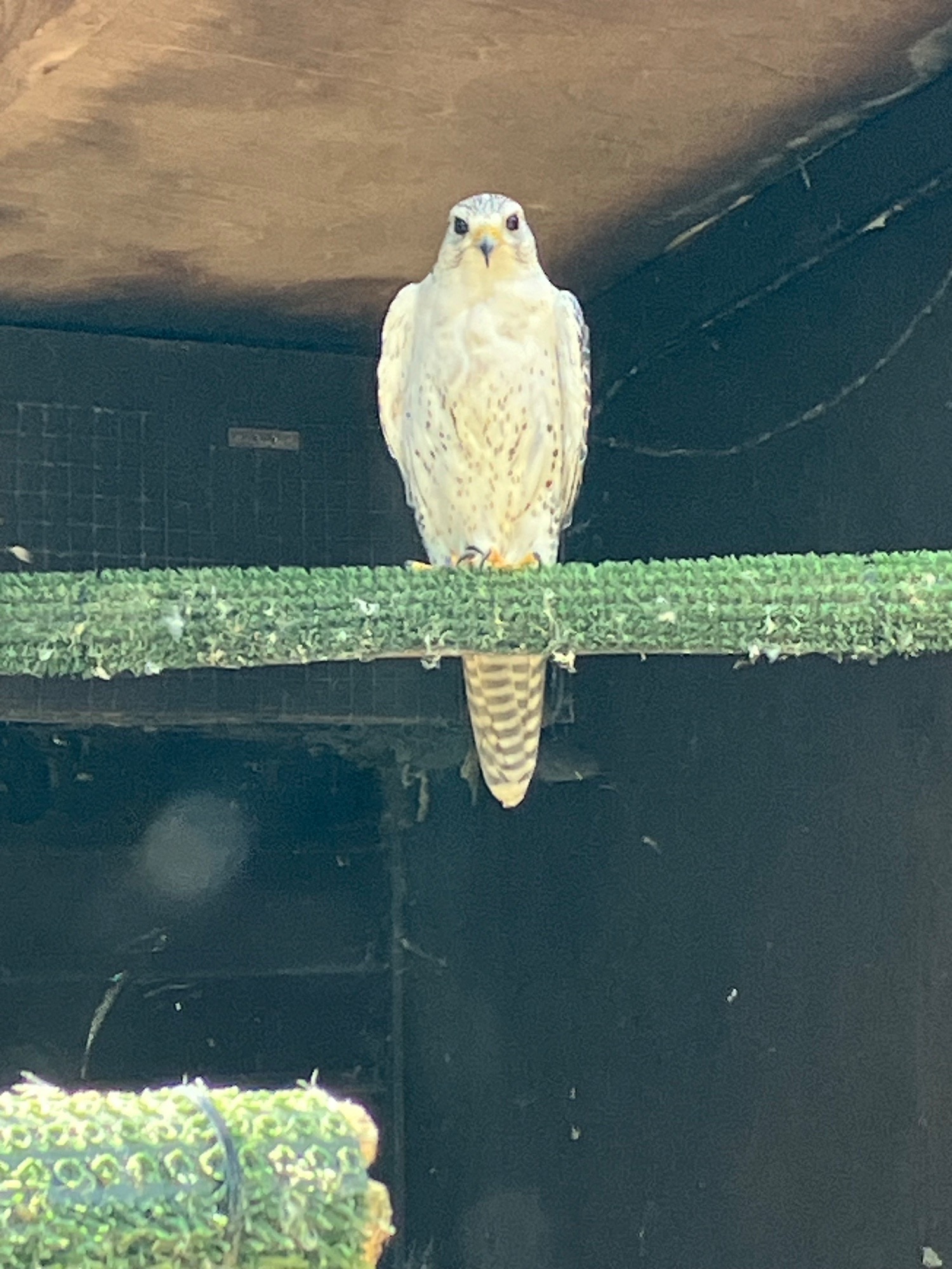 Falcons - {TYPE}