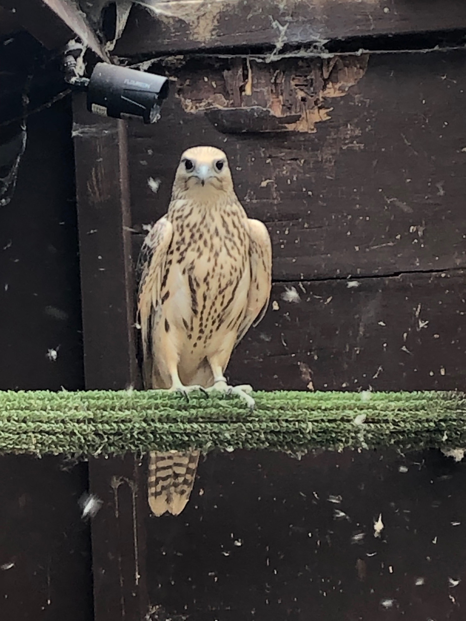 Falcons - All birds going Gyr/ falcon