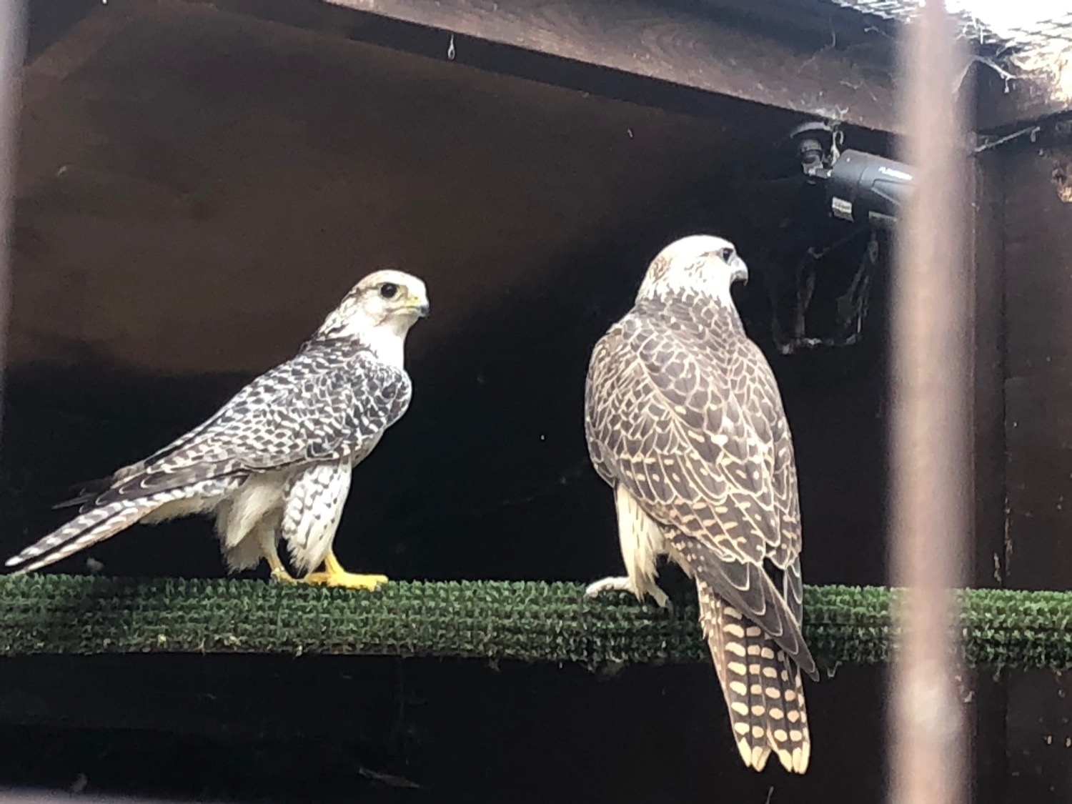 All birds going Gyr/ falcon - Falcons