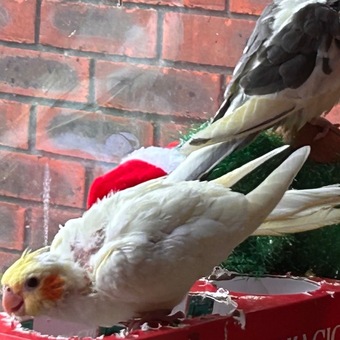  2 Yellow cockatiels 