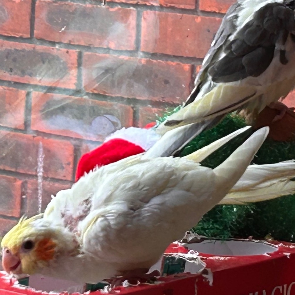  2 Yellow cockatiels  in {LOCATION}