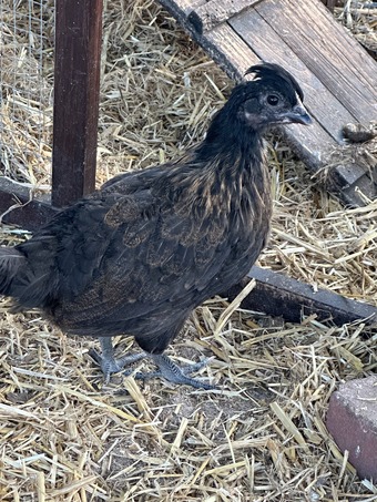 RARE SHETLAND CHICKENS