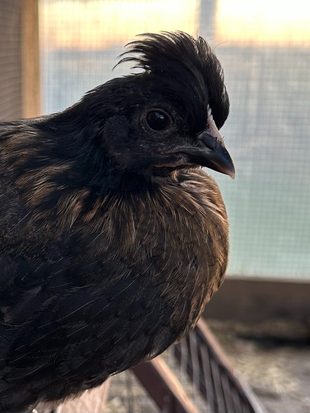 Other Poultry