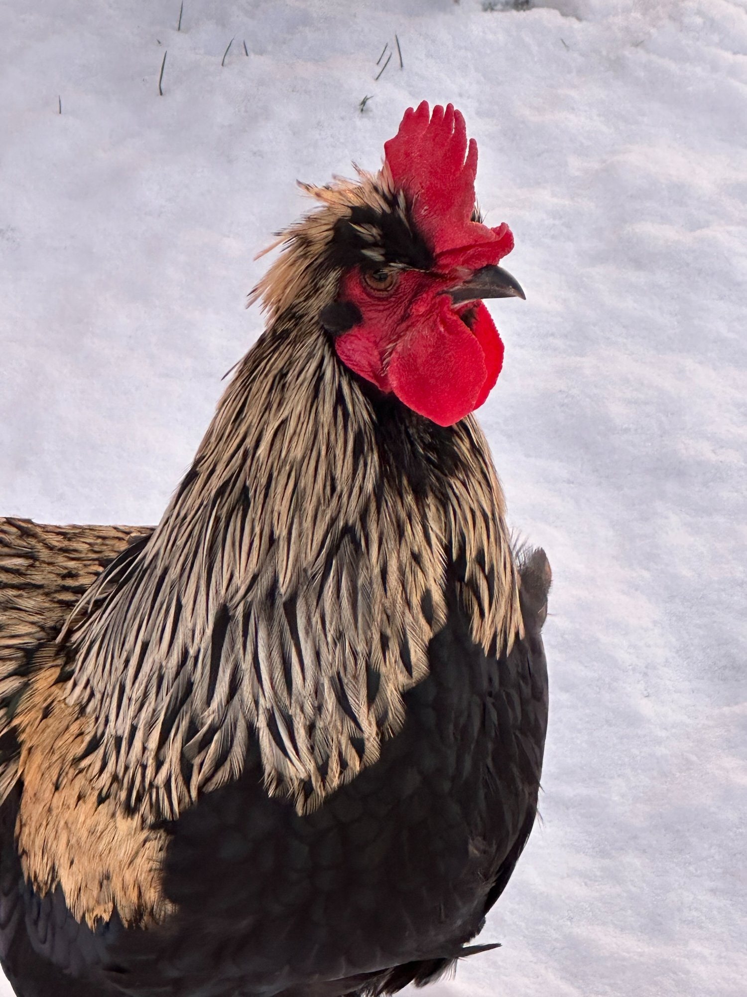 Other Poultry - {TYPE}
