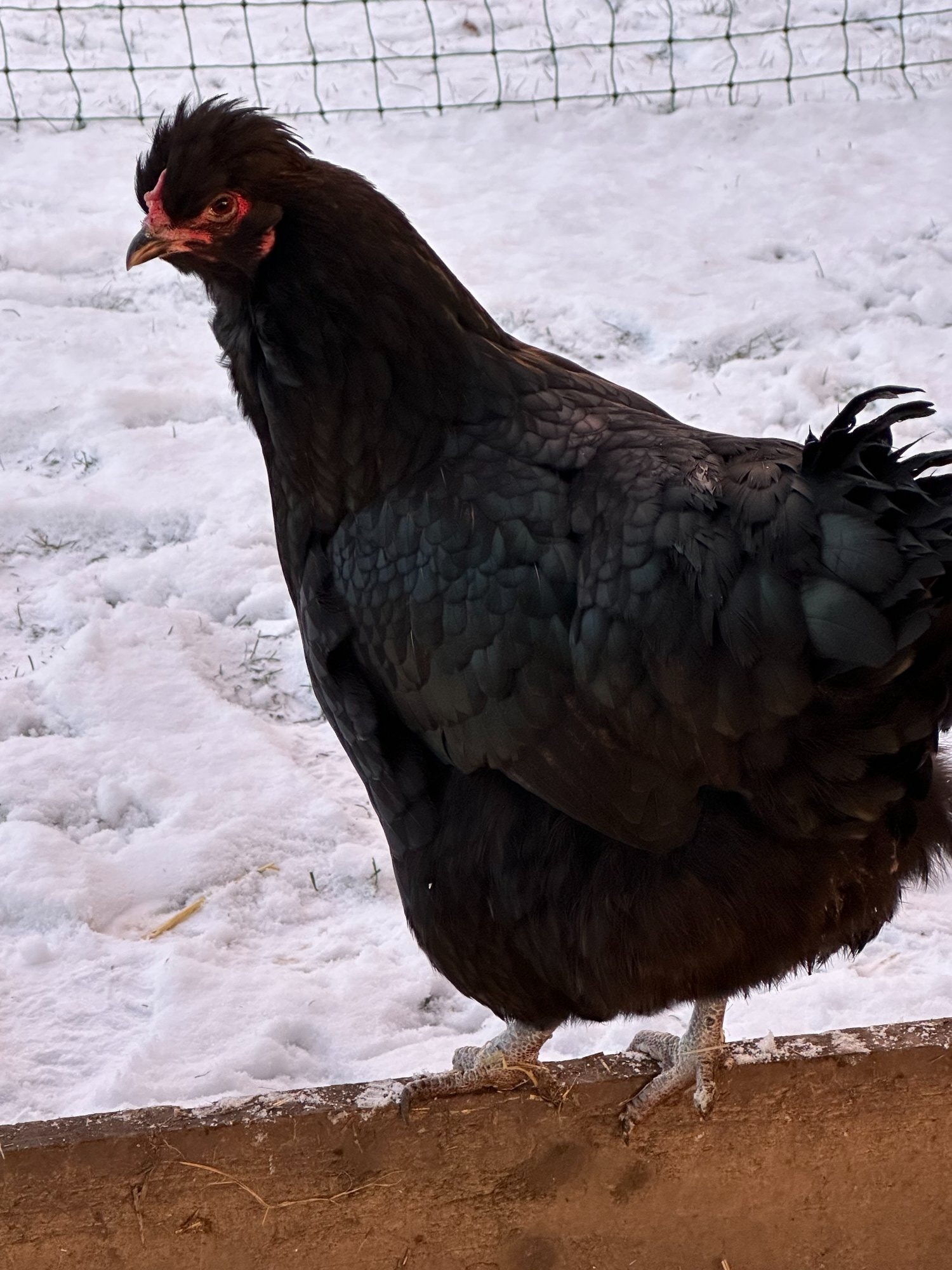Other Poultry - RARE SHETLAND CHICKENS