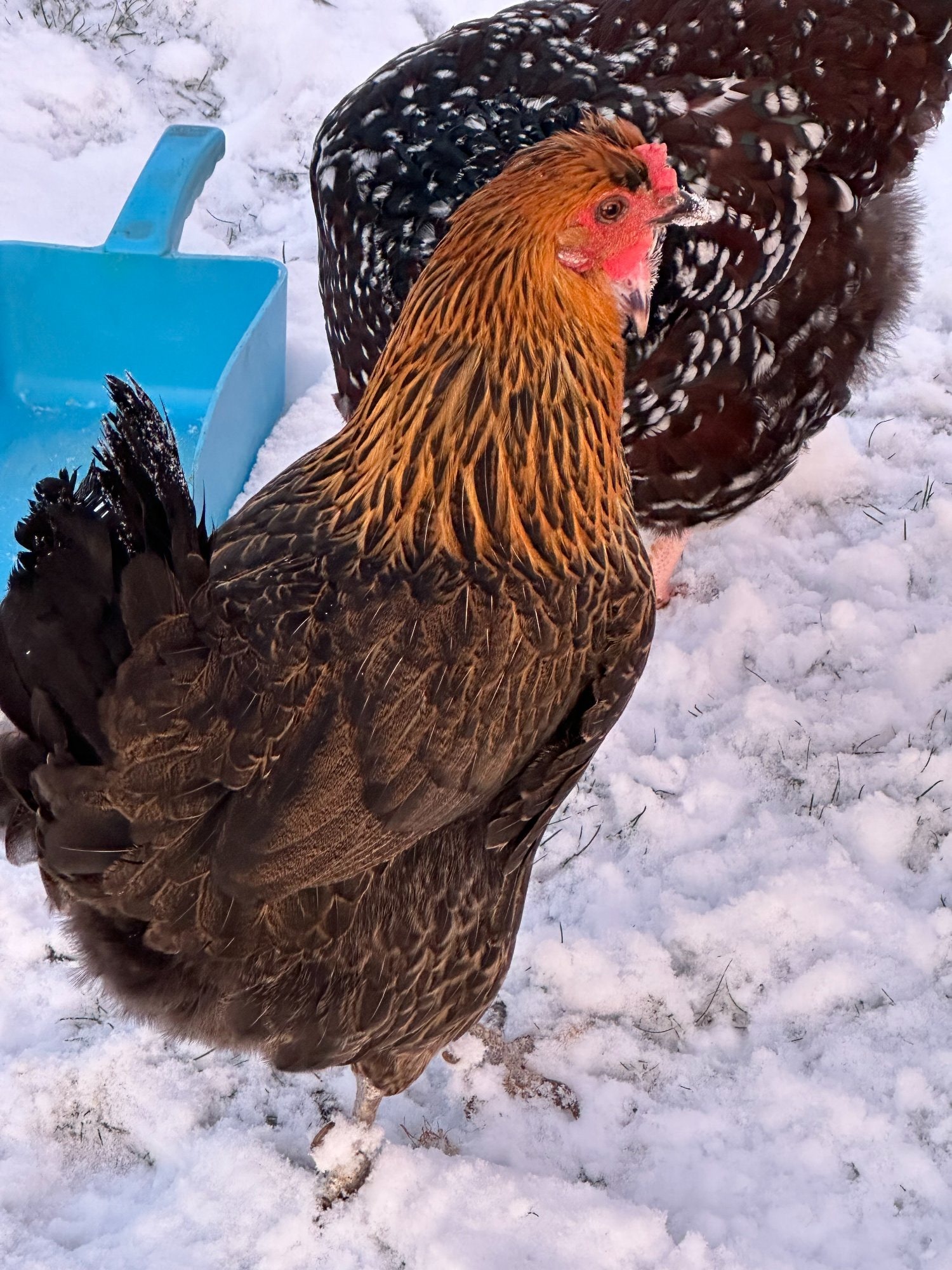 RARE SHETLAND CHICKENS - Other Poultry