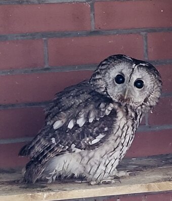 Owls for sale
