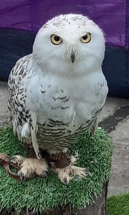 Owls