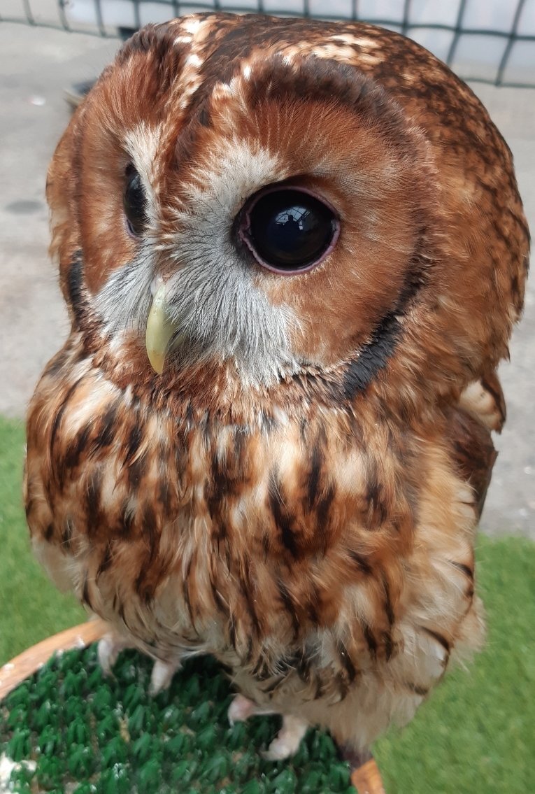 Owls - {TYPE}