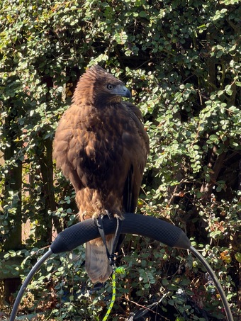 Male Redtail buzzard 