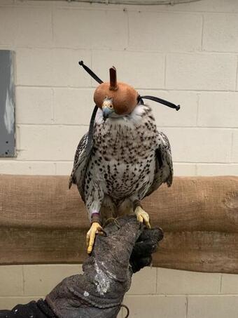2020 Dark Male Parent Reared 7/8 Gyr x Saker