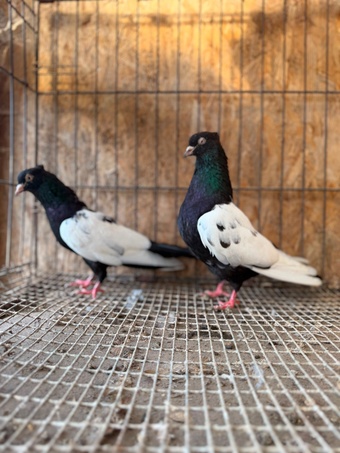 IMPORTED IRANIAN SINEH PIGEONS