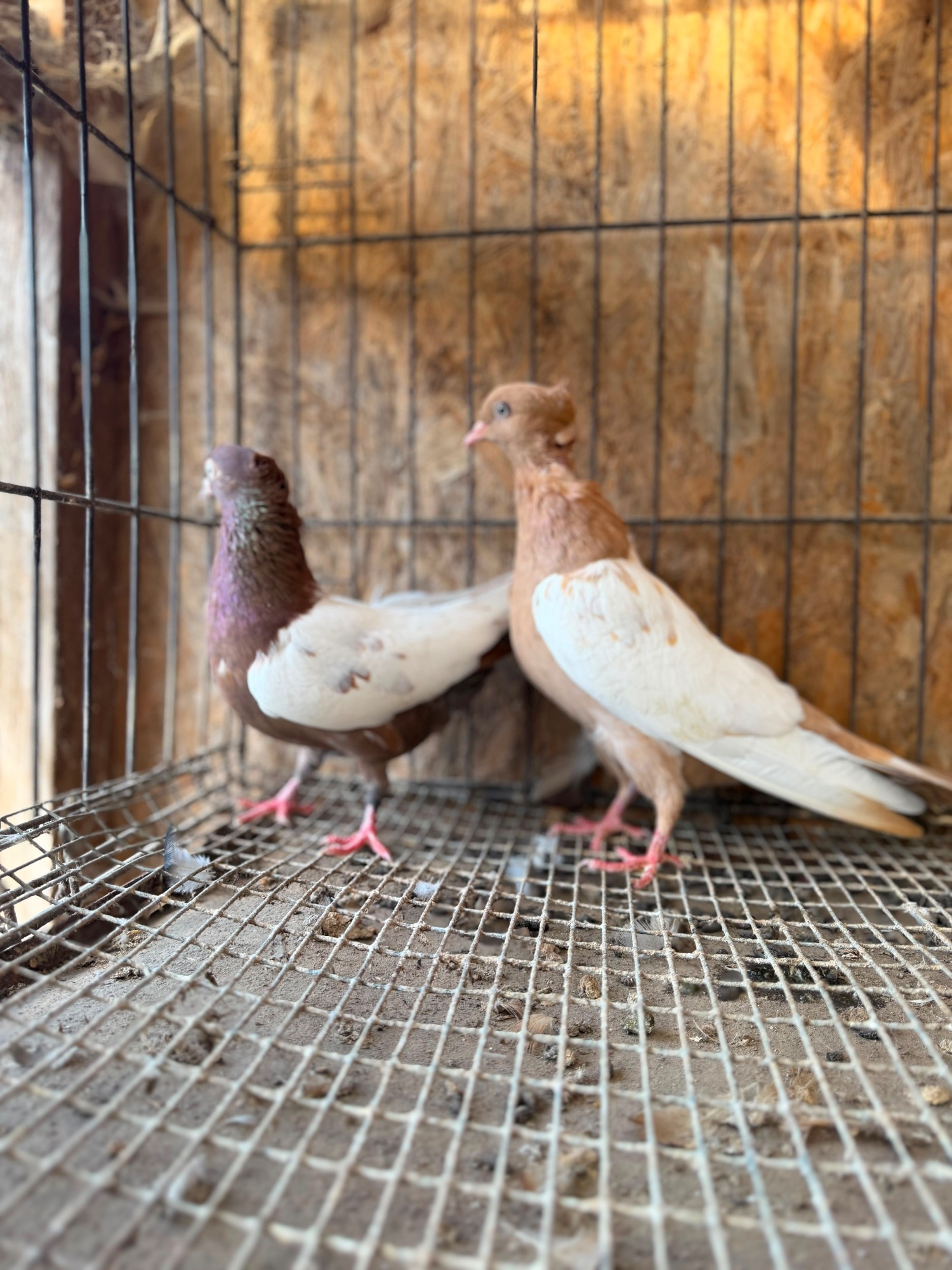 Pigeons