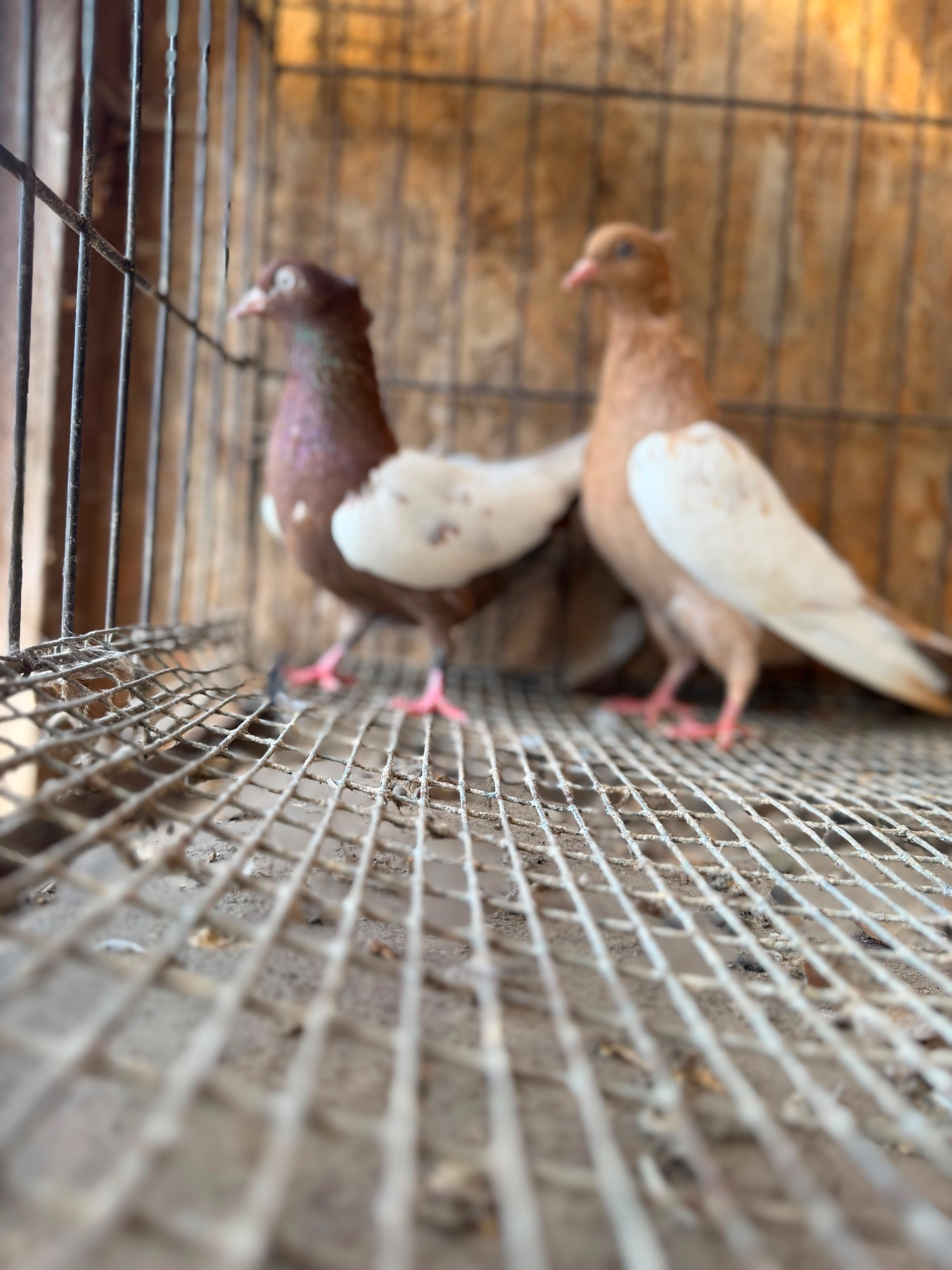 Pigeons - {TYPE}