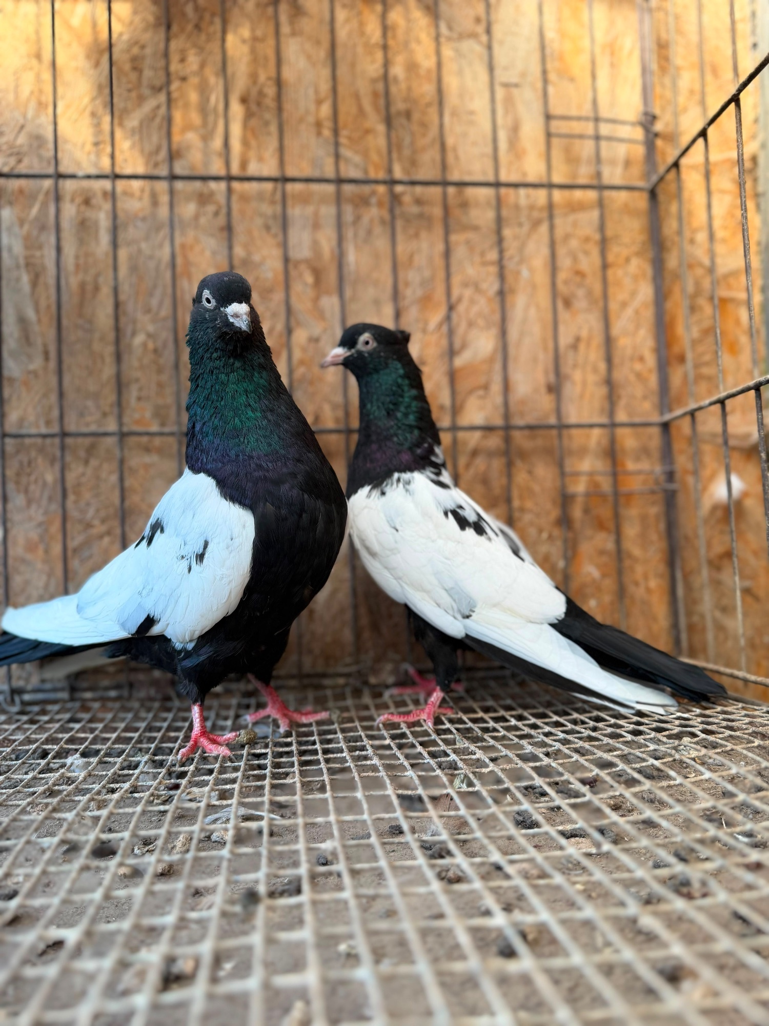 Pigeons - IMPORTED IRANIAN SINEH PIGEONS