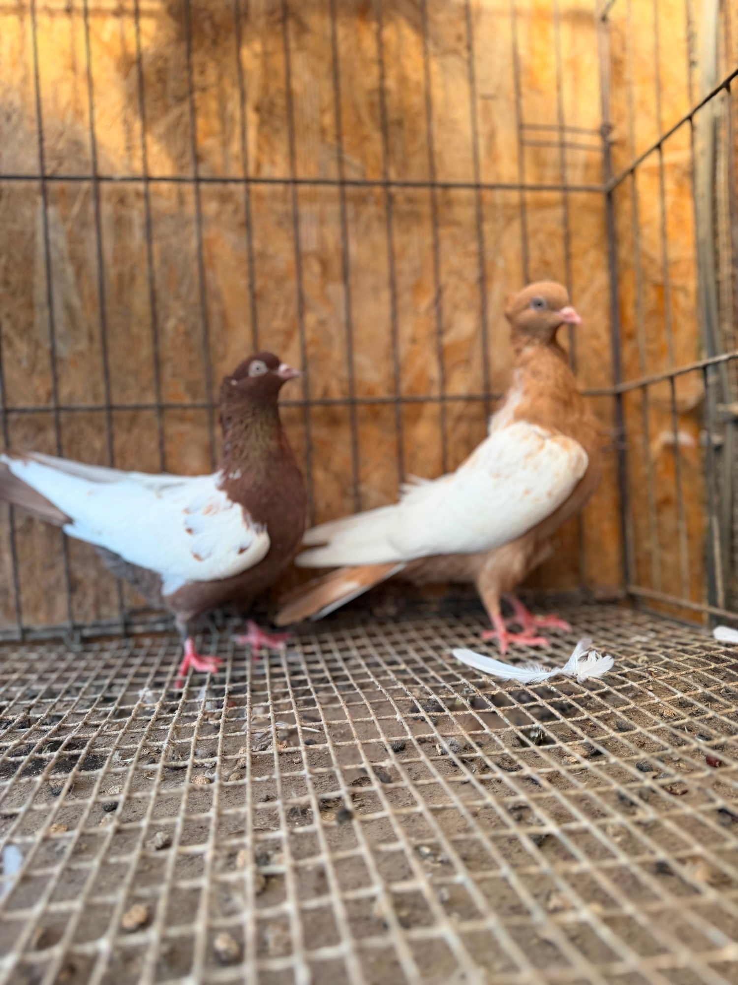 IMPORTED IRANIAN SINEH PIGEONS - Pigeons