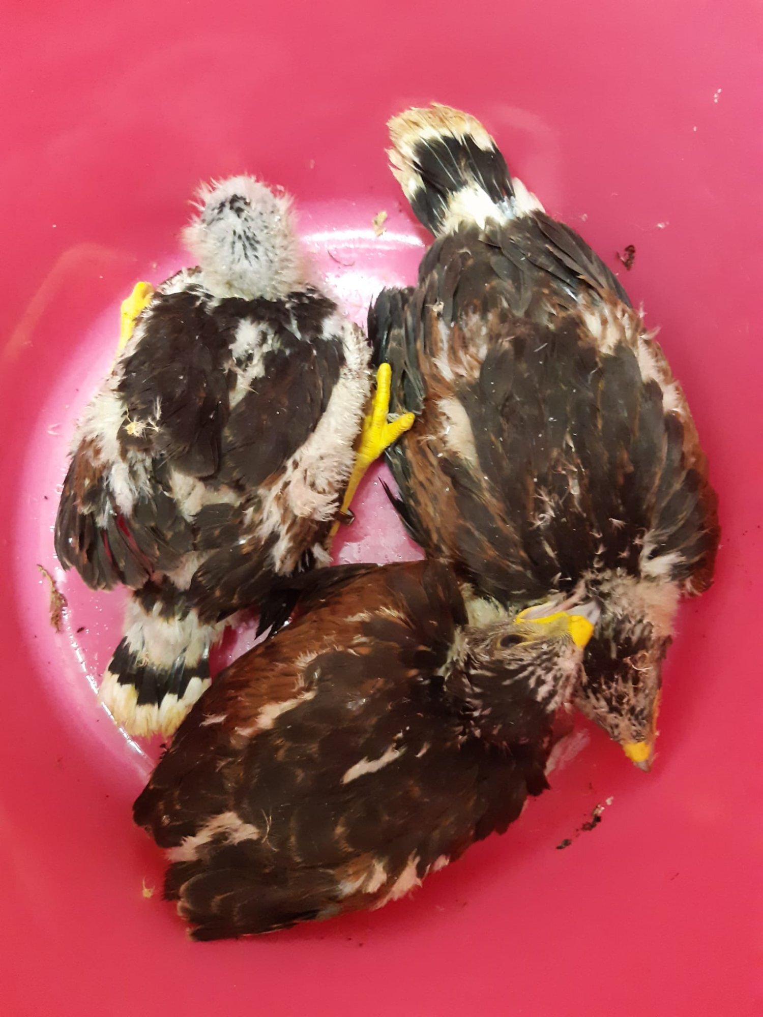 Young harris hawks for sale in {LOCATION}