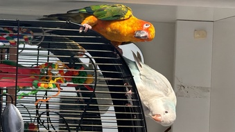Sun conure (young) blue pallid Quaker (young)
