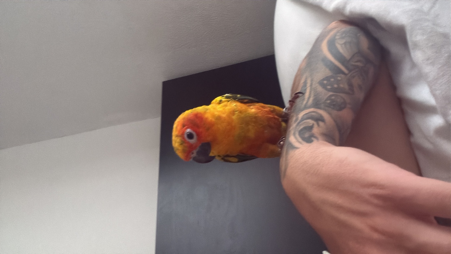 Conures