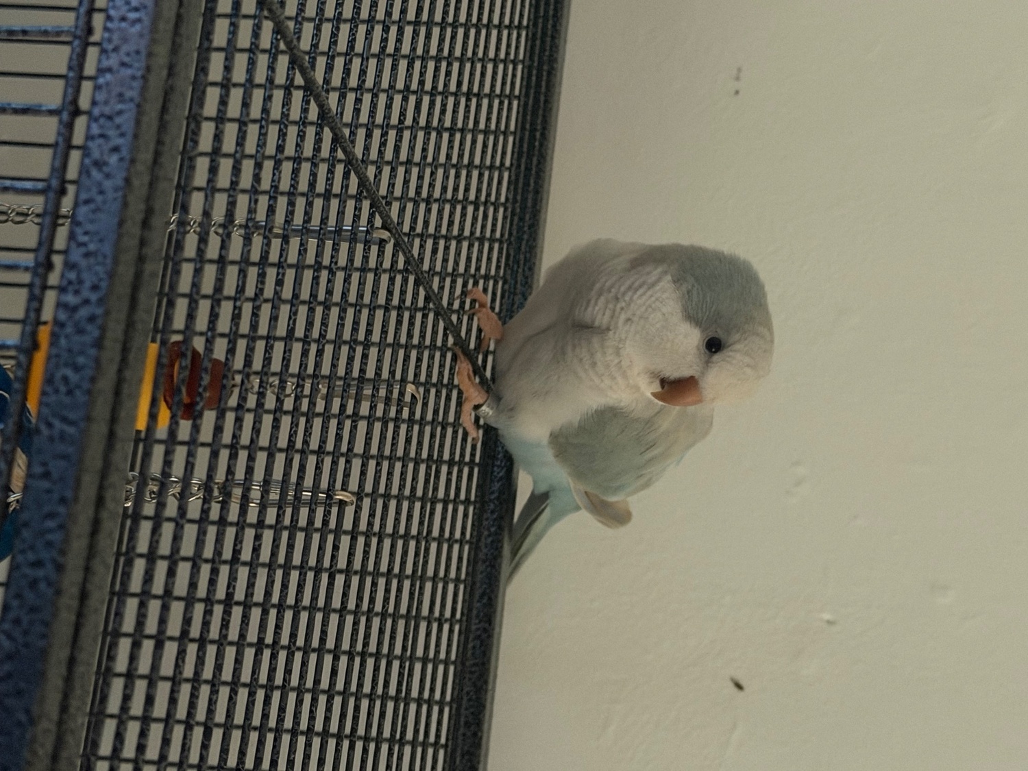 Conures - {TYPE}