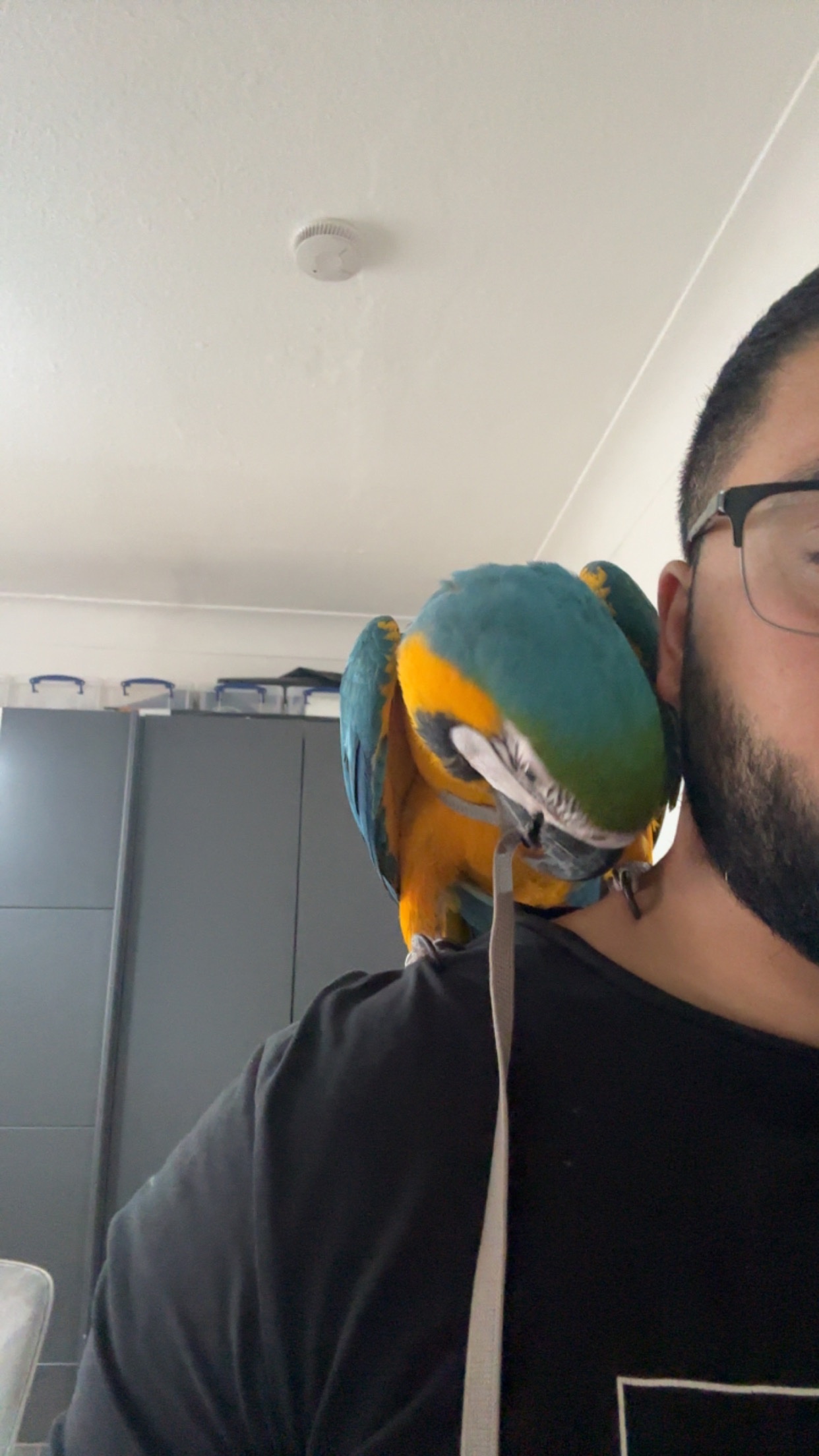 Blue & Gold Macaw – 12 Months Old (Hand-Reared, Socialised, Vet Checked) in {LOCATION}