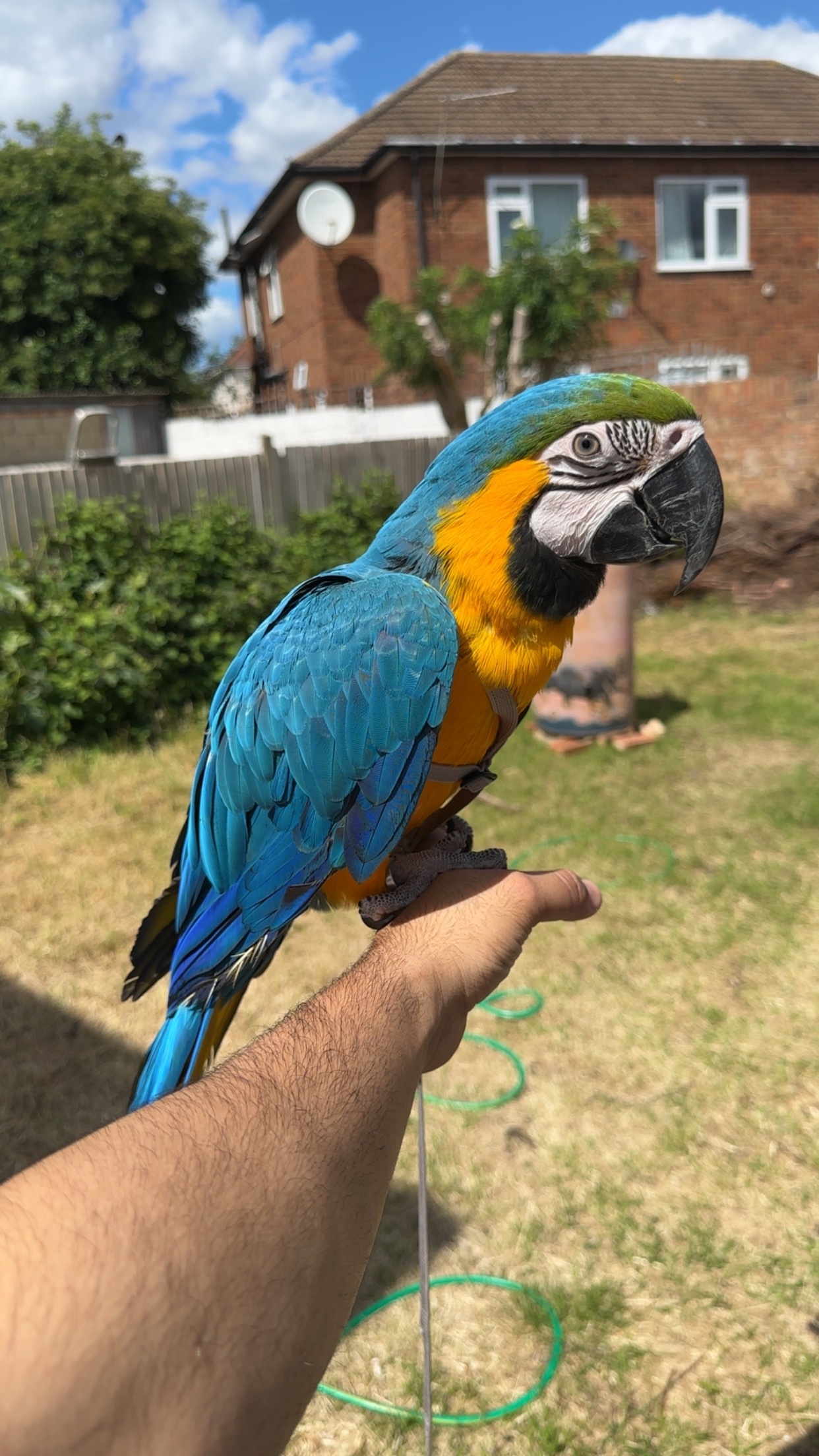 Macaws