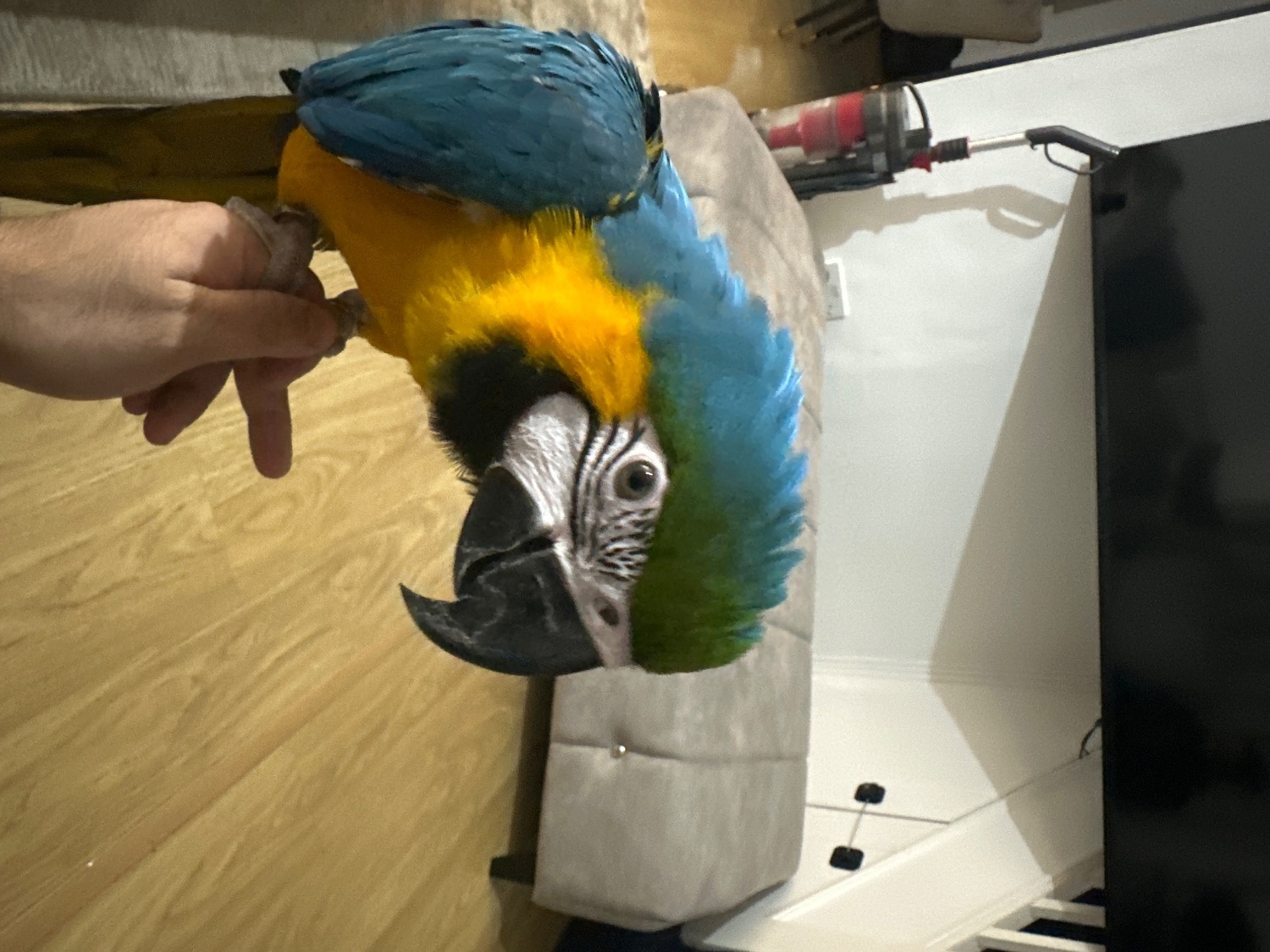 Macaws - {TYPE}
