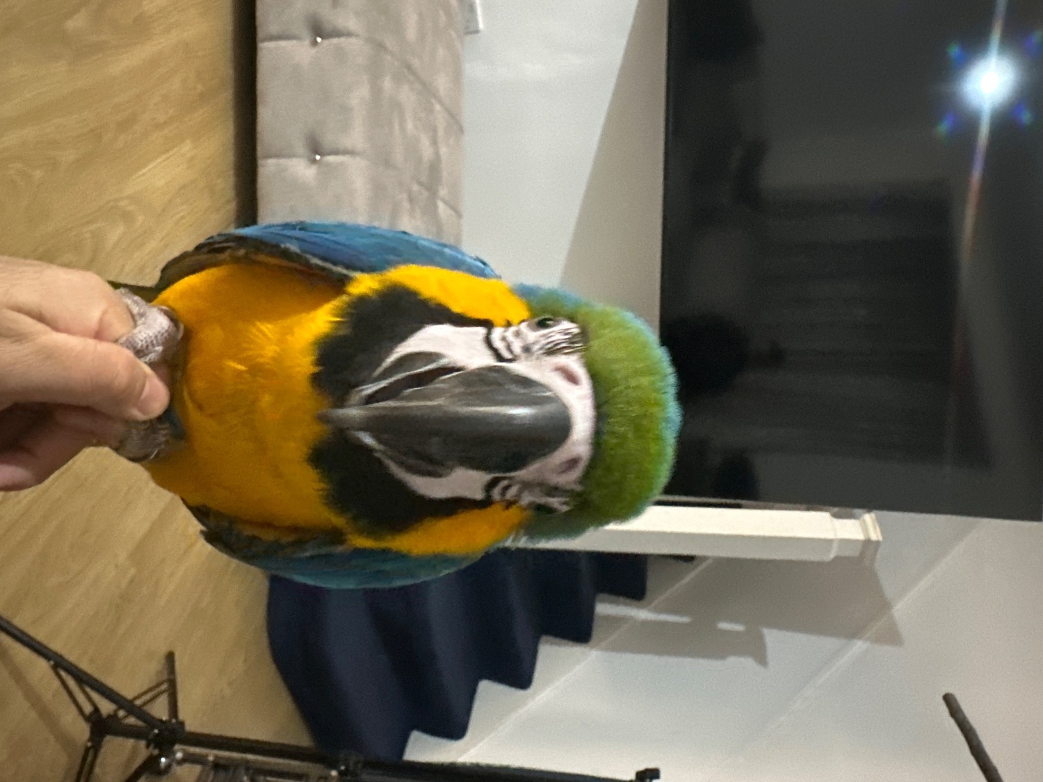 Macaws - Blue & Gold Macaw – 12 Months Old (Hand-Reared, Socialised, Vet Checked)