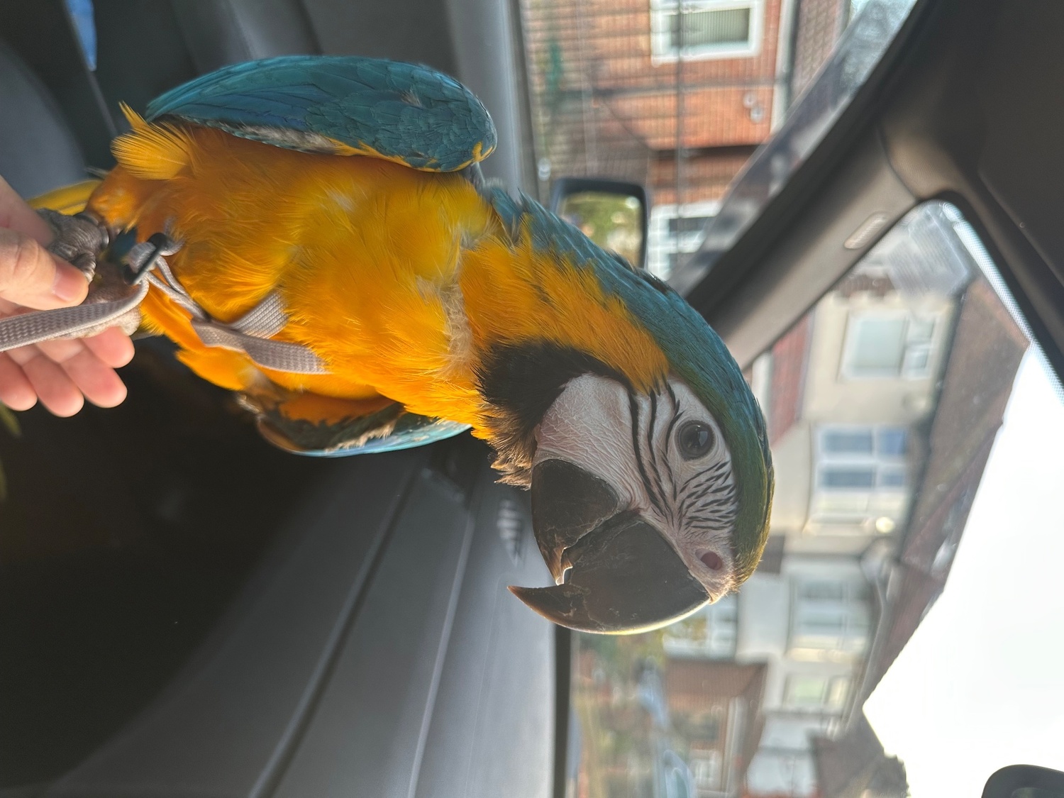 Blue & Gold Macaw – 12 Months Old (Hand-Reared, Socialised, Vet Checked) - Macaws