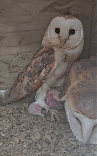 Pair of breeding barn owls