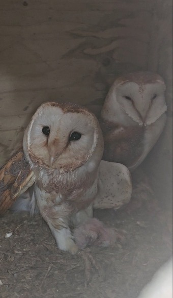 Pair of breeding barn owls