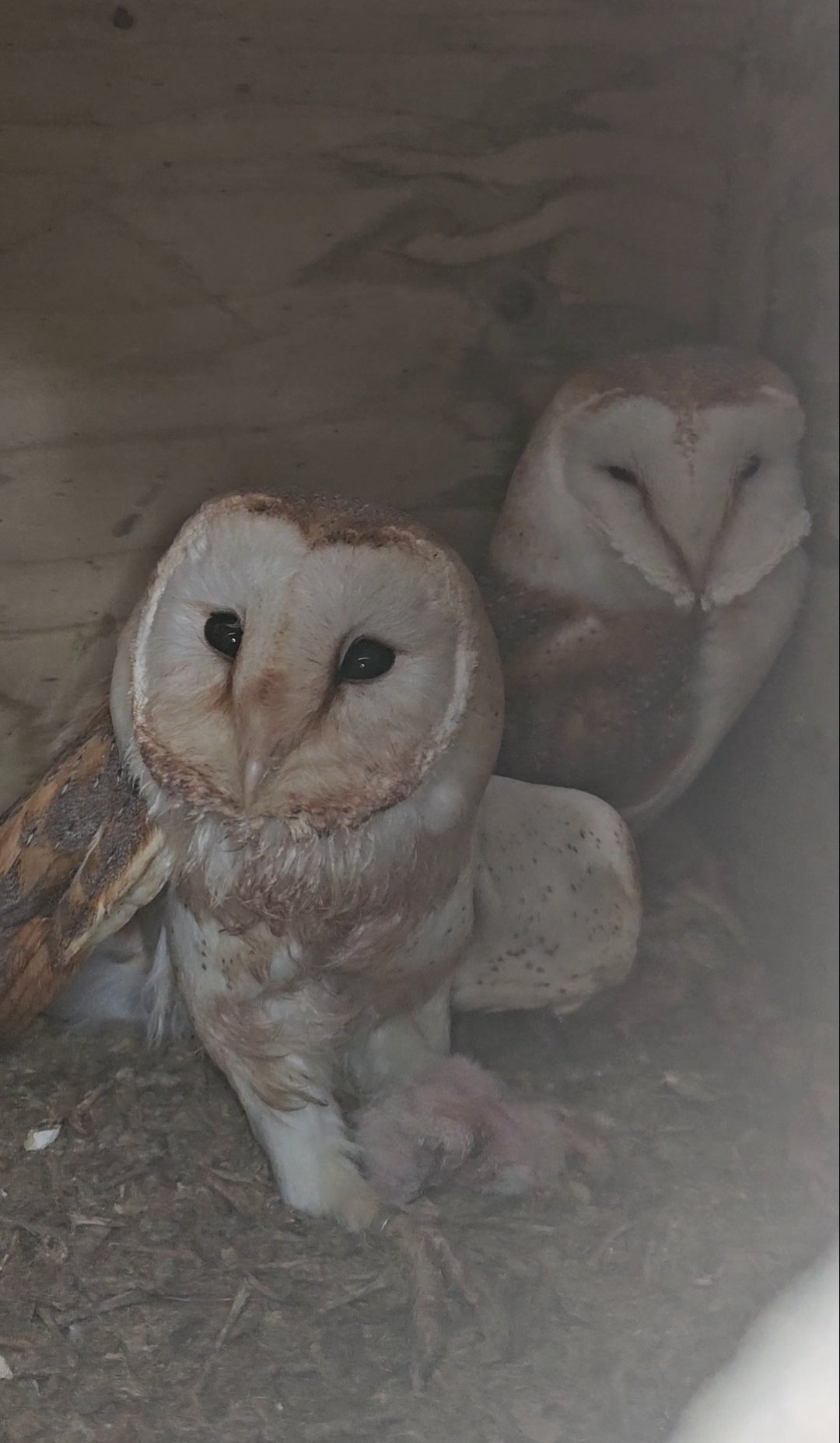 Pair of breeding barn owls in {LOCATION}
