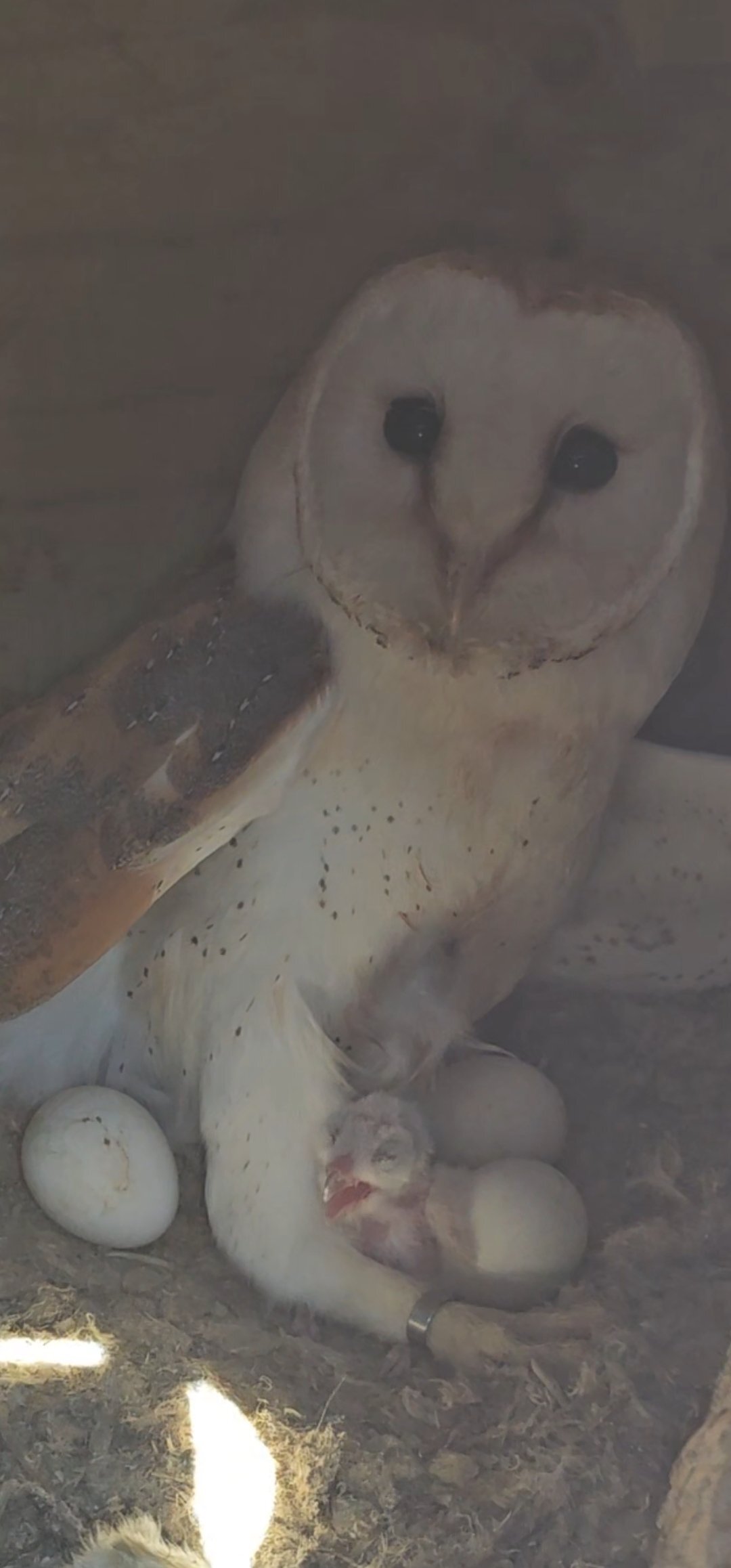 Owls - {TYPE}