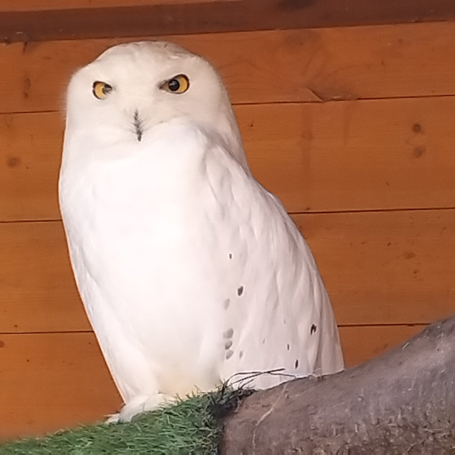 Pair of Snowy Owls in {LOCATION}