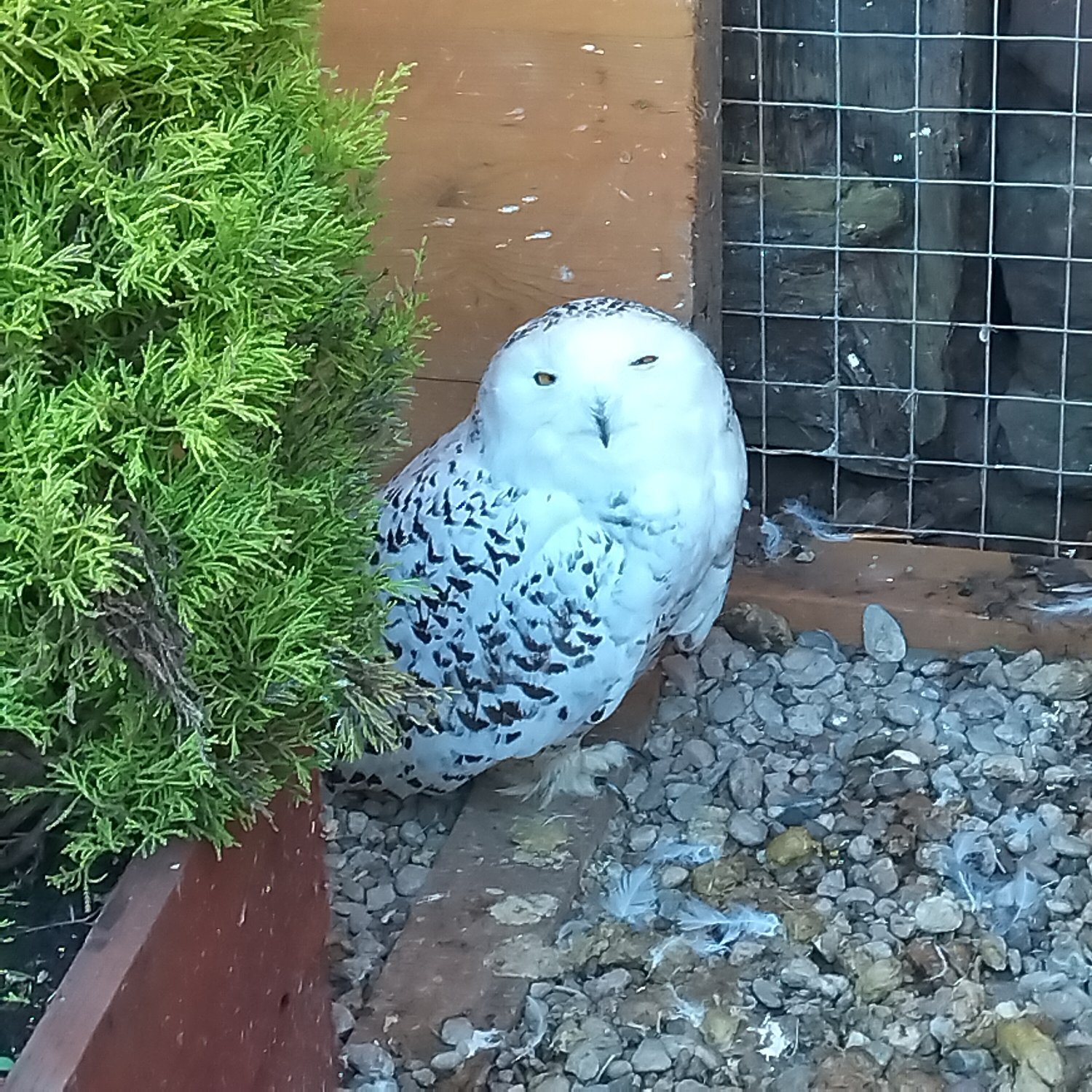 Owls