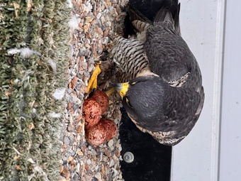 2026 female peregrine falcons with A10